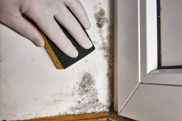Best Industrial Mold Remediation  in Perry Hall, MD